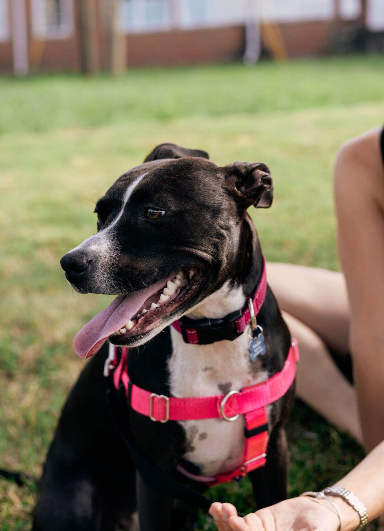 Pawster Nashville İhtiyacı Olan Evcil Hayvanların Geçici Olarak Barınmasına Yardımcı Oluyor 1 DoggoAdoption_0010.jpg